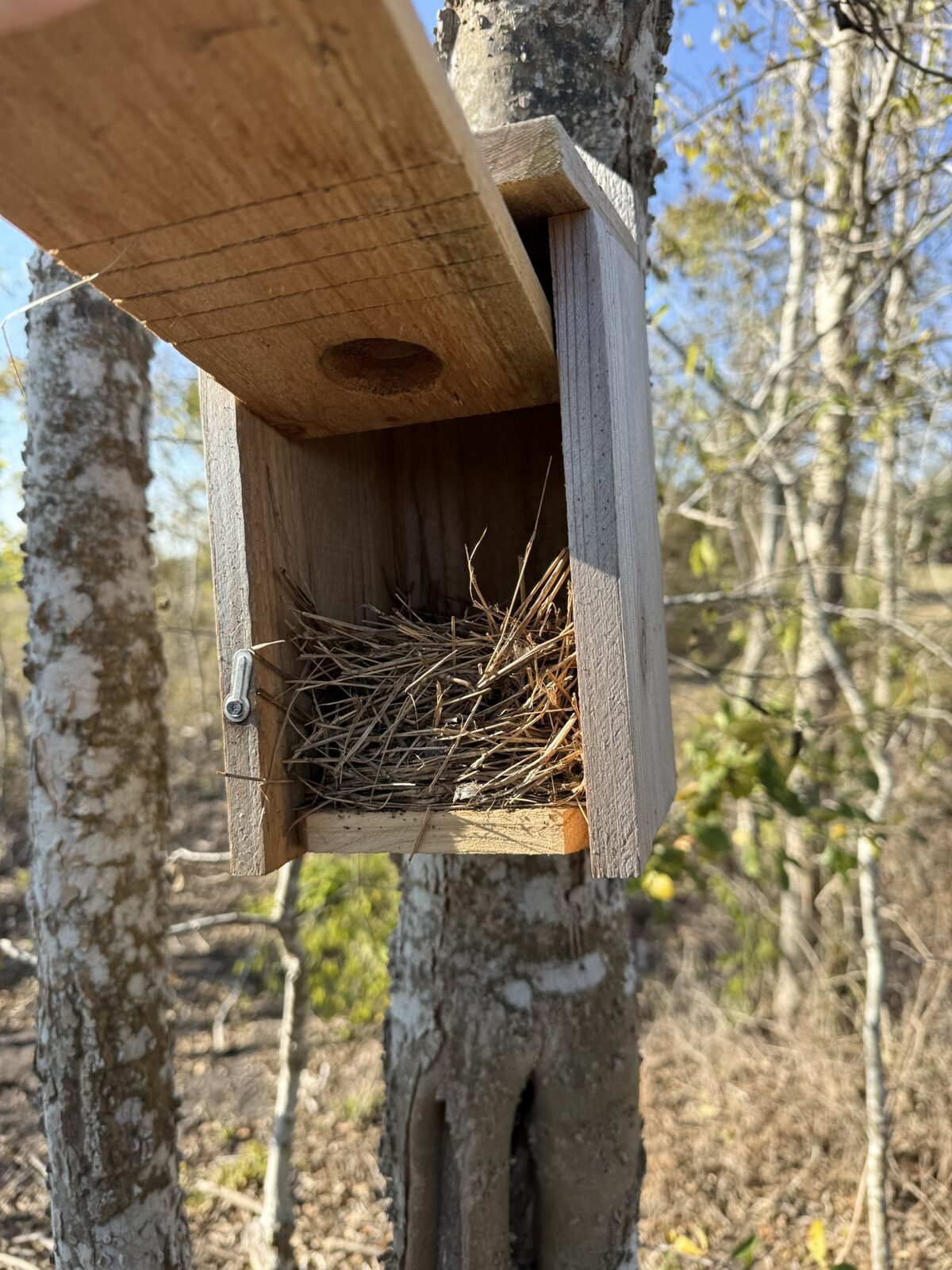 Nest box with a clean hay nest on the Round Top Fold property